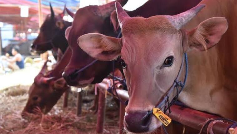 LAZISKU Gelar Program Tebar Qurban Nusantara 2025