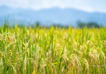 Proyek Uni Eropa Dukung 150 Penggilingan Padi Ramah Lingkungan di Jateng dan Jatim