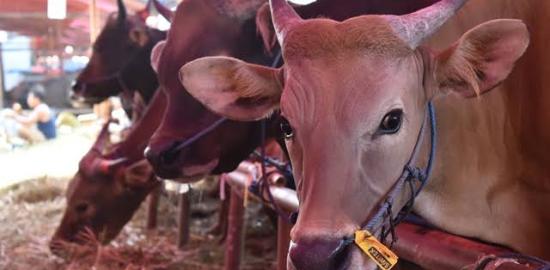 LAZISKU Gelar Program Tebar Qurban Nusantara 2025