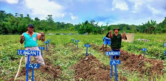 Uji Coba Pupuk Organik Super Bokashi MA-11 Hasilkan Ubi jalar Ukuran Jumbo