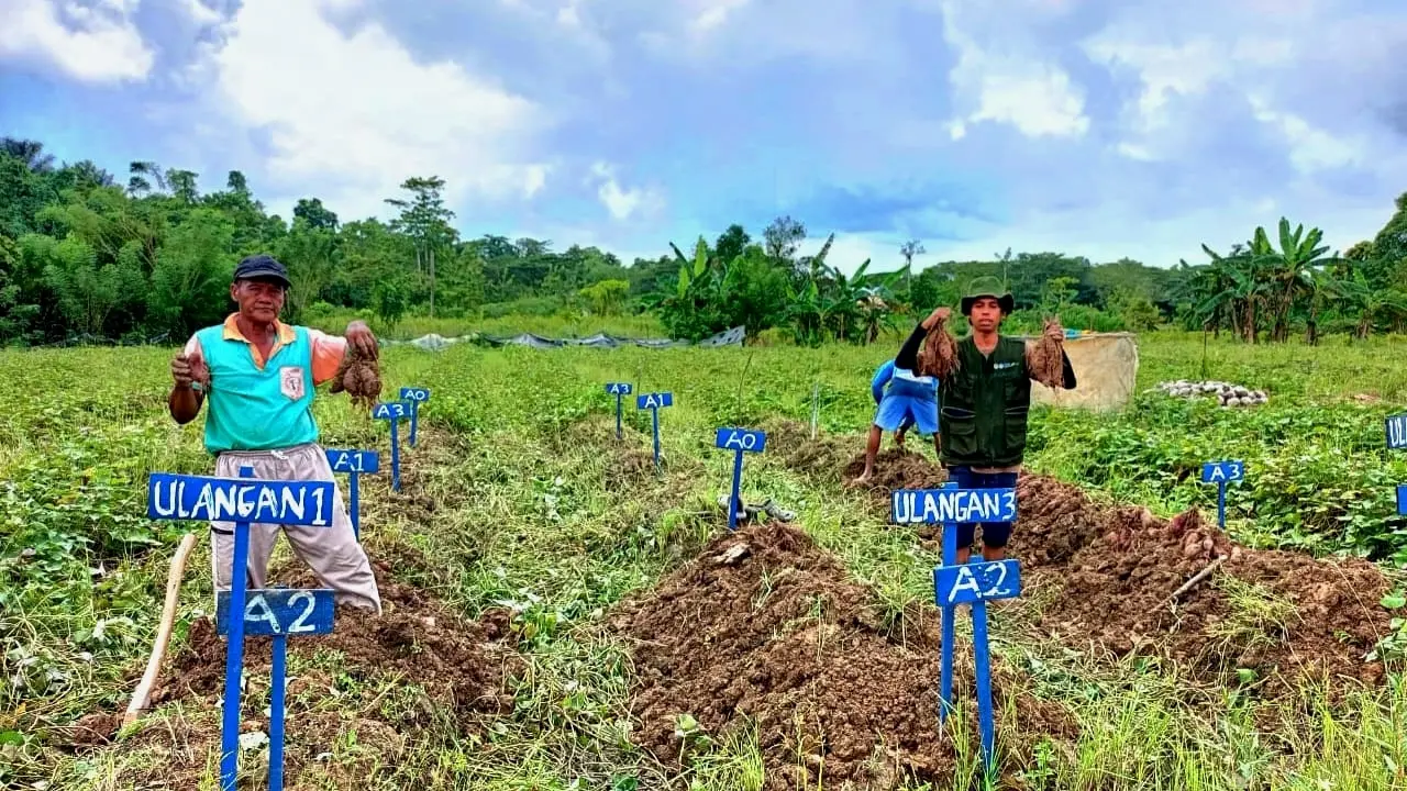 Uji Coba Pupuk Organik Super Bokashi MA-11 Hasilkan Ubi jalar Ukuran Jumbo