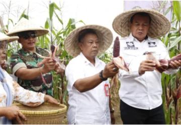 Melalui Panen Bersama Komoditas Jagung Pulut, Bupati Tangerang Mendukung Keberagaman Pangan