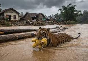 Cek Fakta : Video Harimau Terbawa Banjir di Sibolga Ditonton Ratusan Ribu Kali