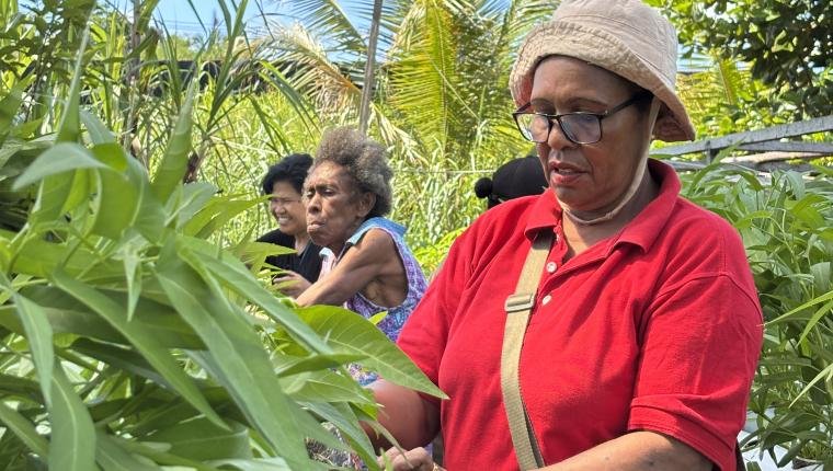 Sinergi SKK Migas-Pertamina EP Papua, Dukung Ketahanan Pangan Di Kampung Maladuk