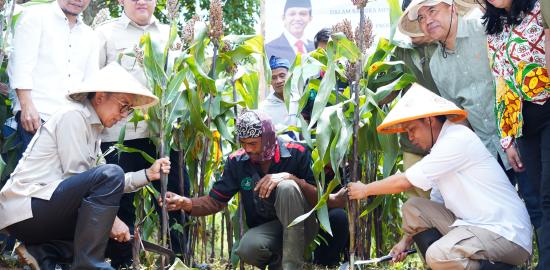 Menhut Panen Perdana Sorgum di Lahan Perhutanan Sosial, Dukung Swasembada Pangan Nasional