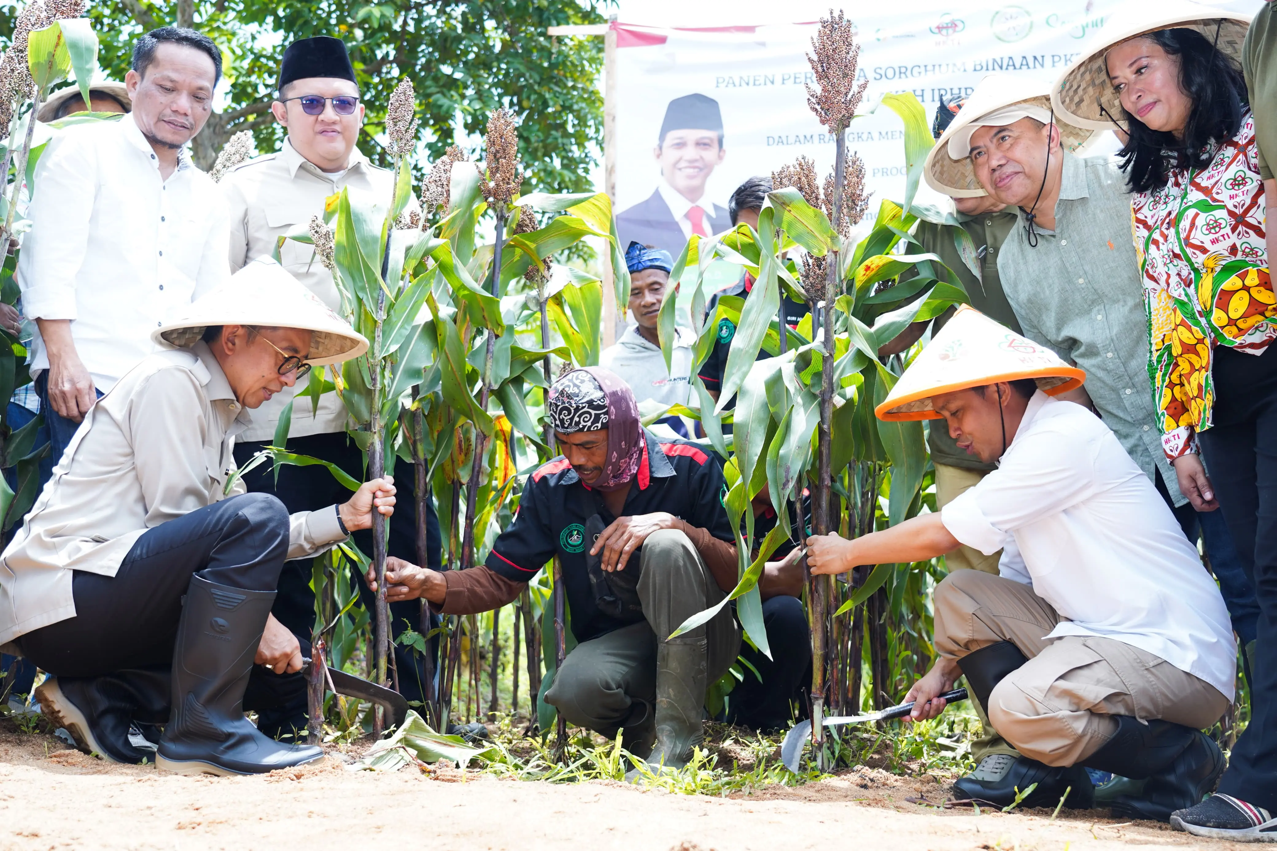 Menhut Panen Perdana Sorgum di Lahan Perhutanan Sosial, Dukung Swasembada Pangan Nasional