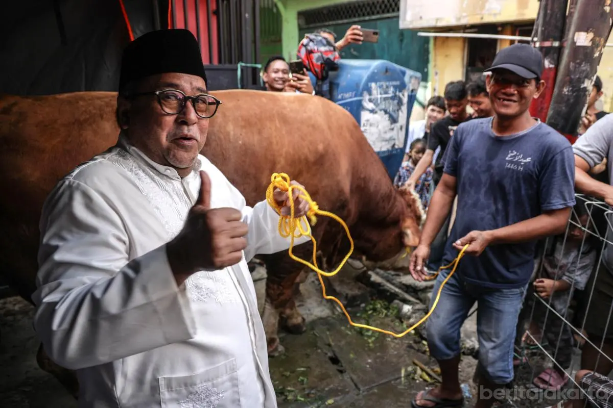 Rano Serahkan Sapi Kurban Bagi Warga Tangki