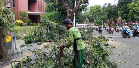 Pemangkasan Pohon Rawan Tumbang di Jalan Melawai Raya untuk Keamanan Warga