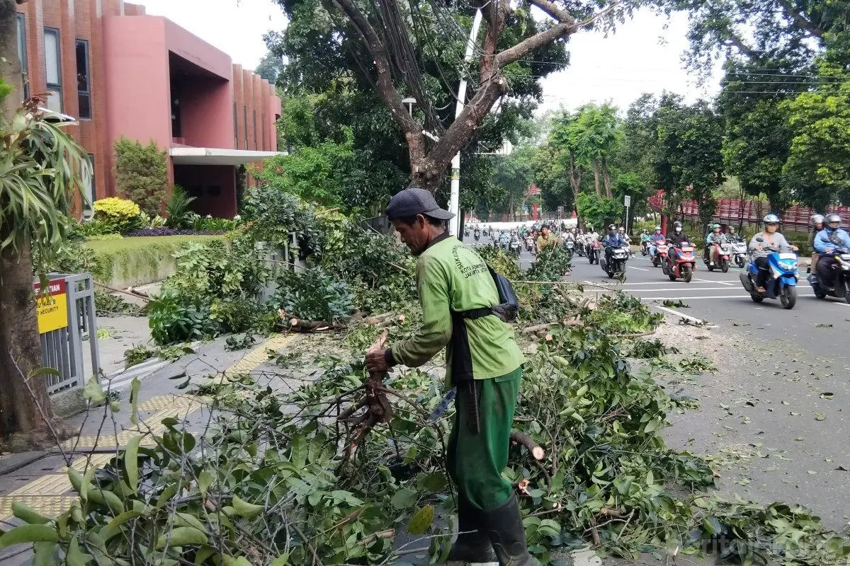 Pemangkasan Pohon Rawan Tumbang di Jalan Melawai Raya untuk Keamanan Warga