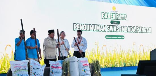 Rekor Baru! Indonesia Resmi Swasembada Pangan 2025, Surplus Beras Tembus 3,5 Juta Ton