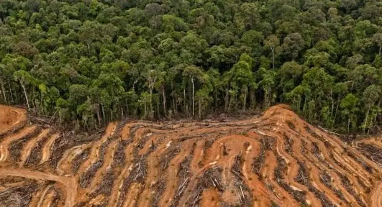 Dari 1.117 Korban Jiwa hingga 157 Ribu Hektare Hutan Hilang: Ketika Deforestasi Bertemu Cuaca Ekstrem