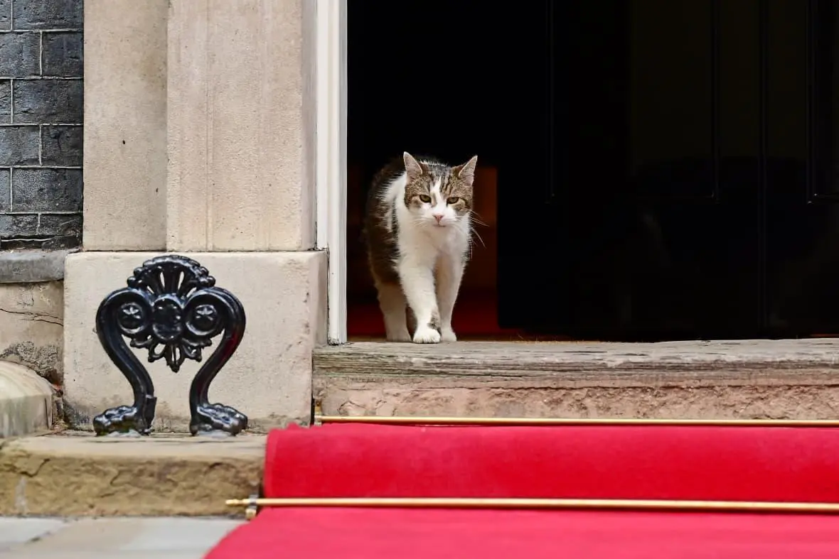 Diplomasi Hangat di Downing Street: Momen Presiden Prabowo 'Disapa' Larry the Cat