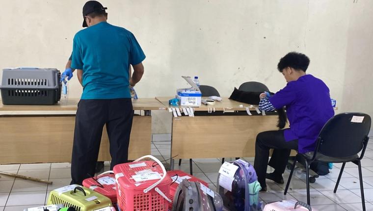 100 Kucing Disterilisasi di Balai Penyuluhan Pertanian Kembangan