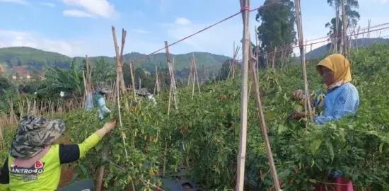 Di Hadapan Ribuan Kades Sulsel, Mentan Amran Bahas Kunci Sukses dan Hilirisasi Pertanian