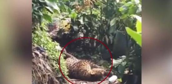 Macan Tutul Kelaparan Turun Gunung Masuk Permukiman Warga di Cisarua Bogor