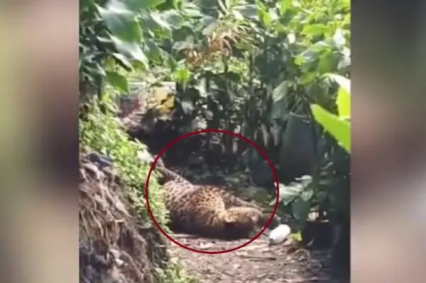 Macan Tutul Kelaparan Turun Gunung Masuk Permukiman Warga di Cisarua Bogor