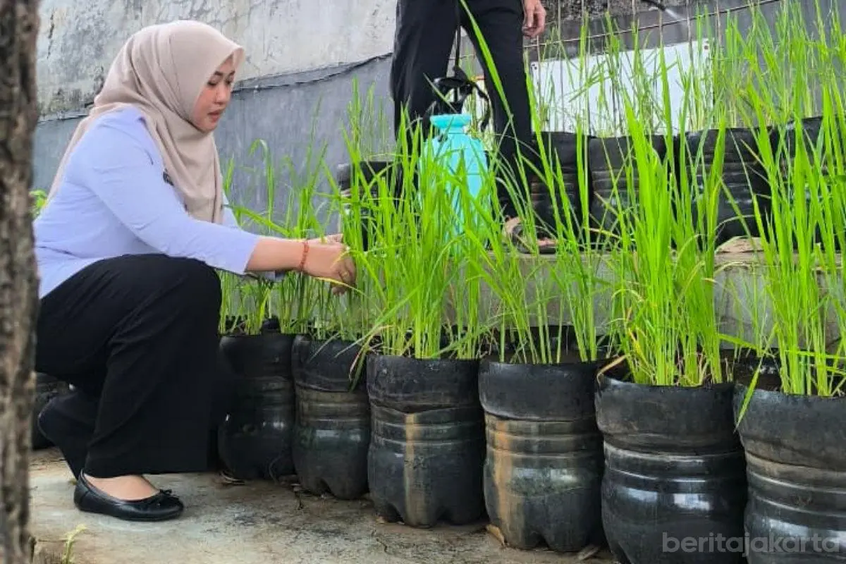 Budi Daya Padi di Galon Jadi Inovasi Kelurahan Pasar Minggu