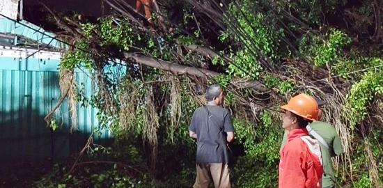 Belasan Pohon Tumbang dan Sempal di Jakarta Timur Sudah Dievakuasi