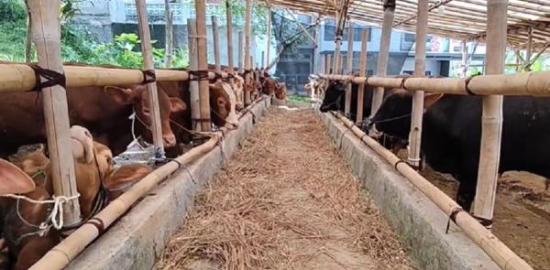 Harga Sapi Kurban di Bandung Naik Rp2 Juta Jelang Iduladha, Pembelian Tetap Tinggi