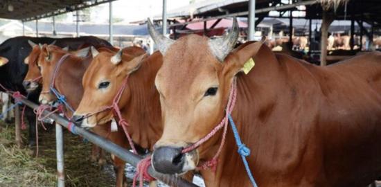 Pemprov DKI Siapkan 160 Ekor Sapi untuk Iduladha