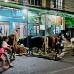 DKPP Bandung Catat Penurunan Hewan Kurban Tak Layak, Ribuan Domba Masih Bermasalah