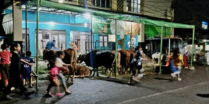 DKPP Bandung Catat Penurunan Hewan Kurban Tak Layak, Ribuan Domba Masih Bermasalah